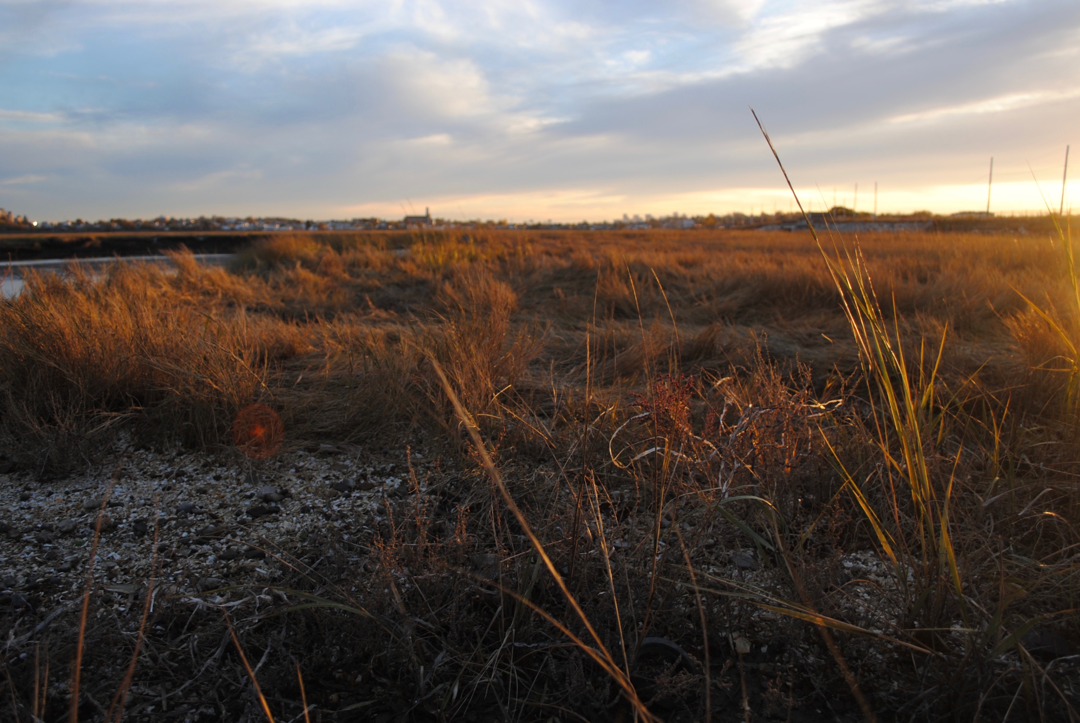 the Rumney Marsh area near Wheelabrator